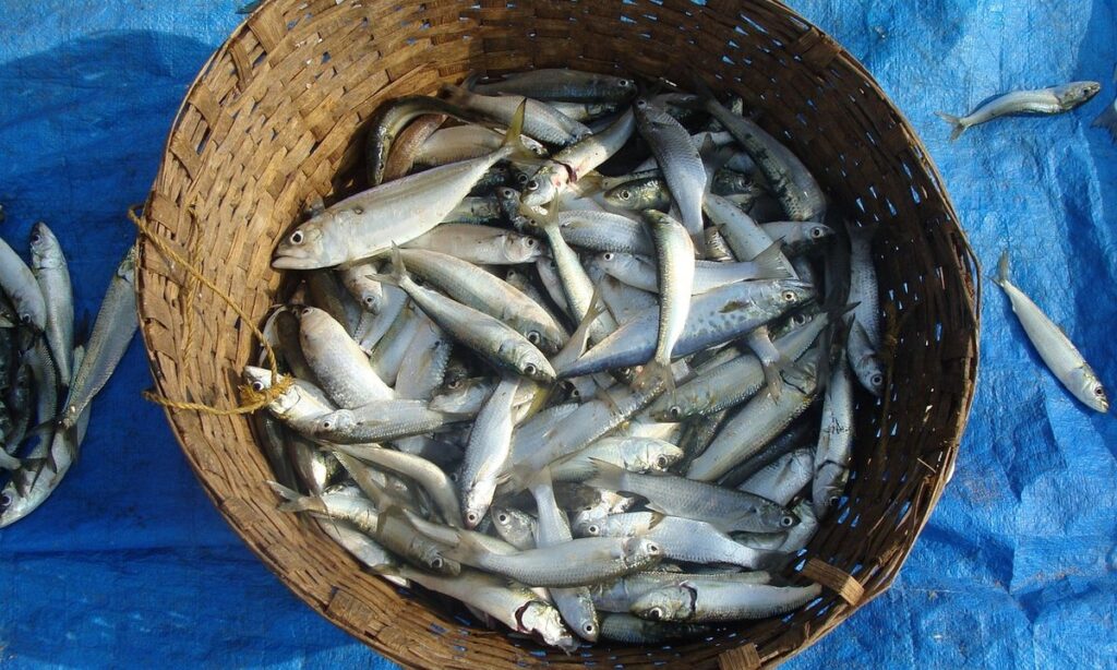sustainable fishing