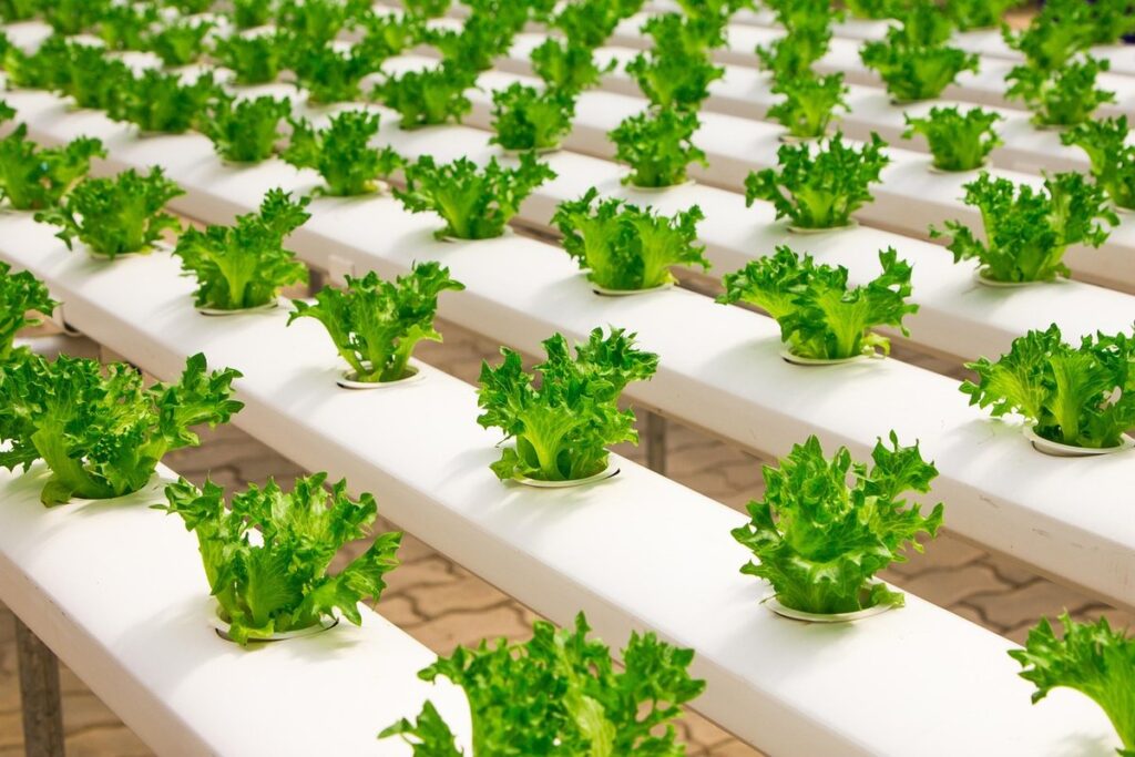 sustainable food