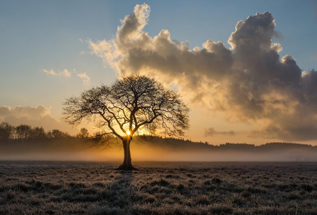 tree meaning in life