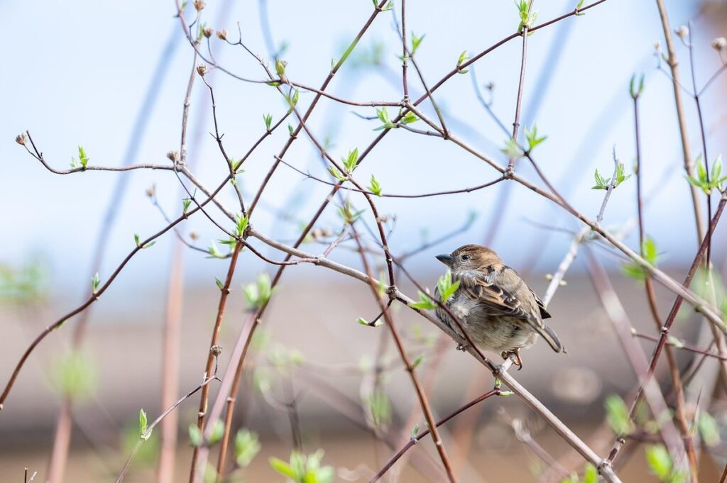 best ways to protect wildlife