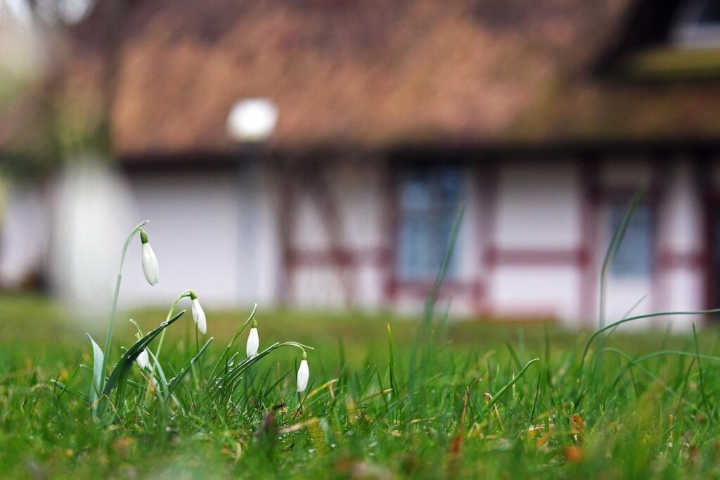 english cottage garden plants