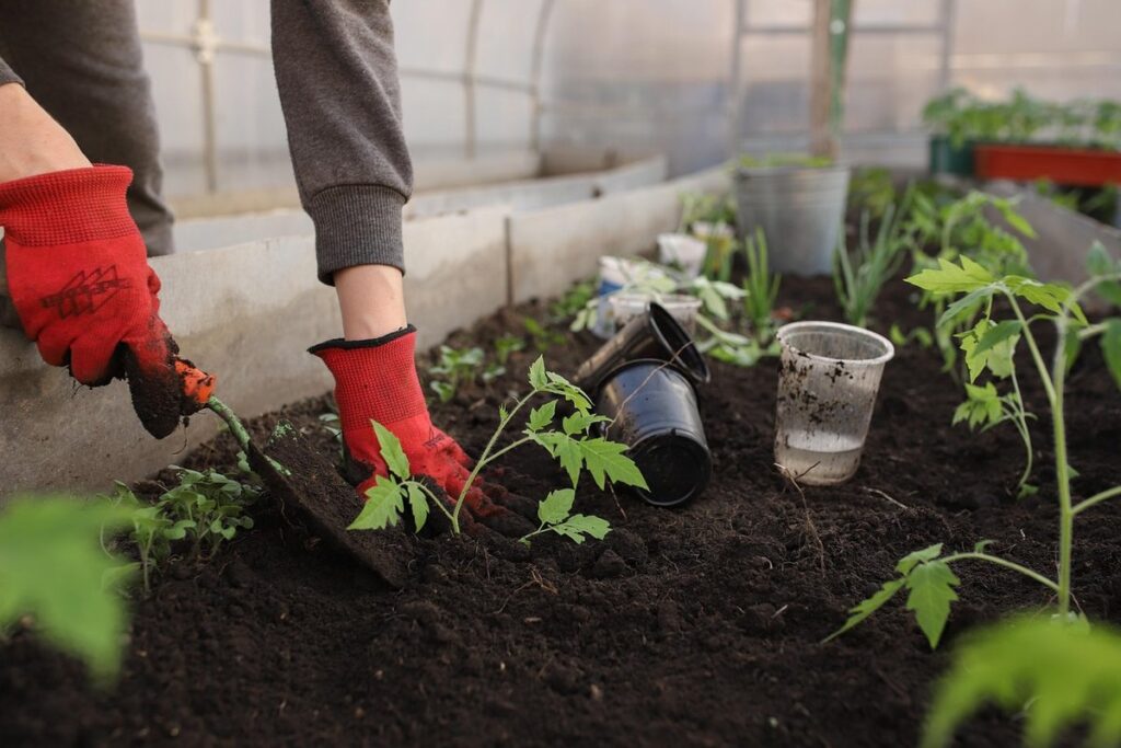 growing a vegetable garden in pots