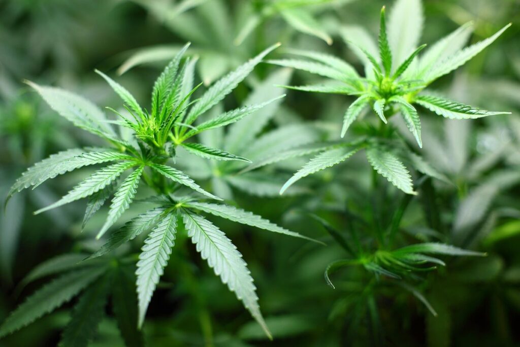 indoor herb plants