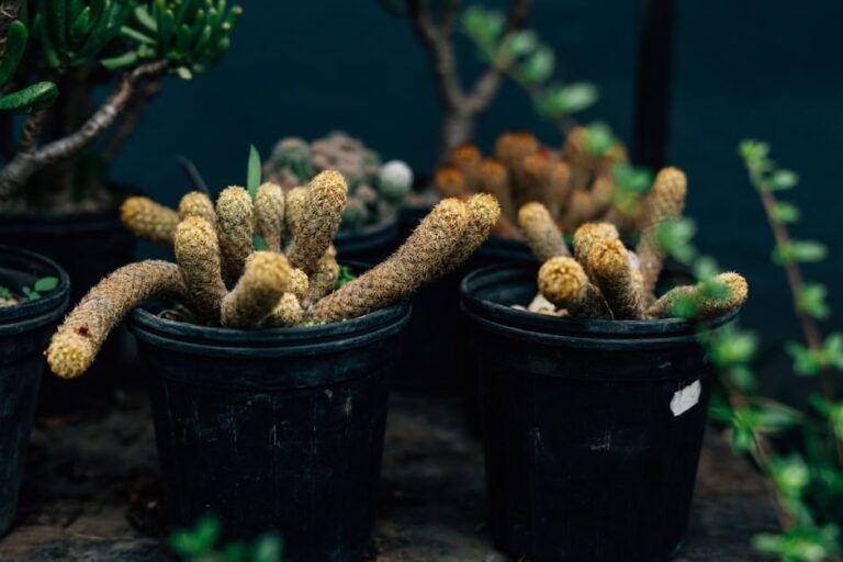native plants in pots