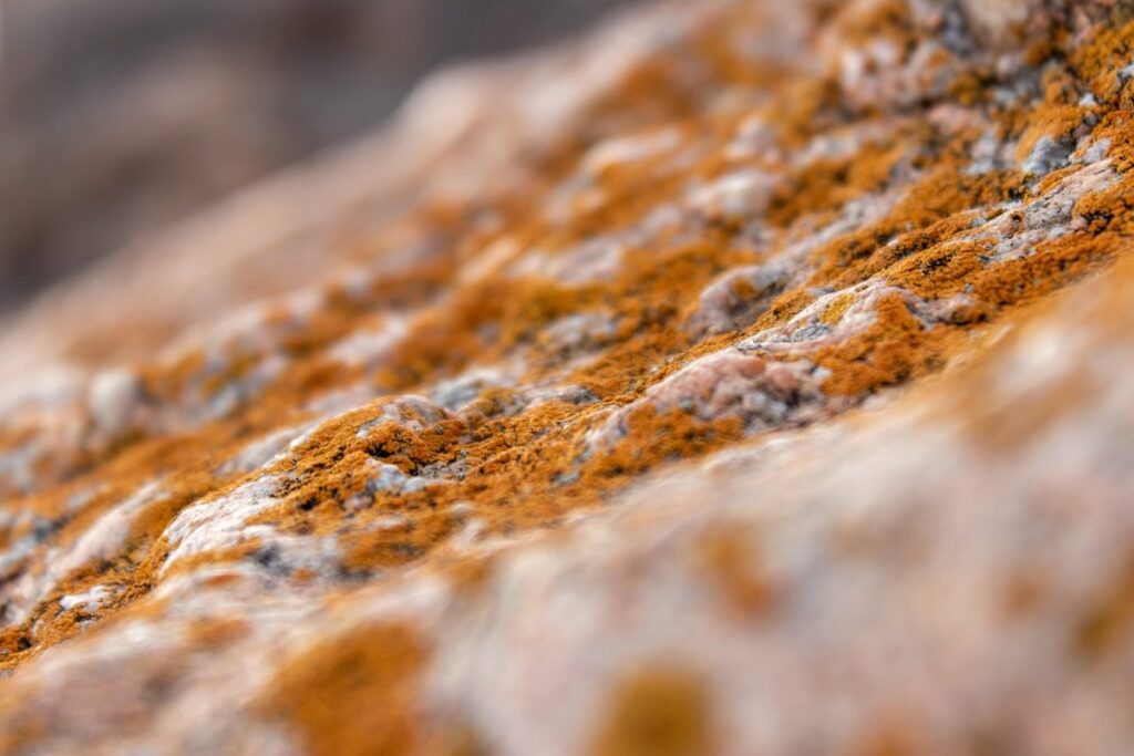 natural mold removal