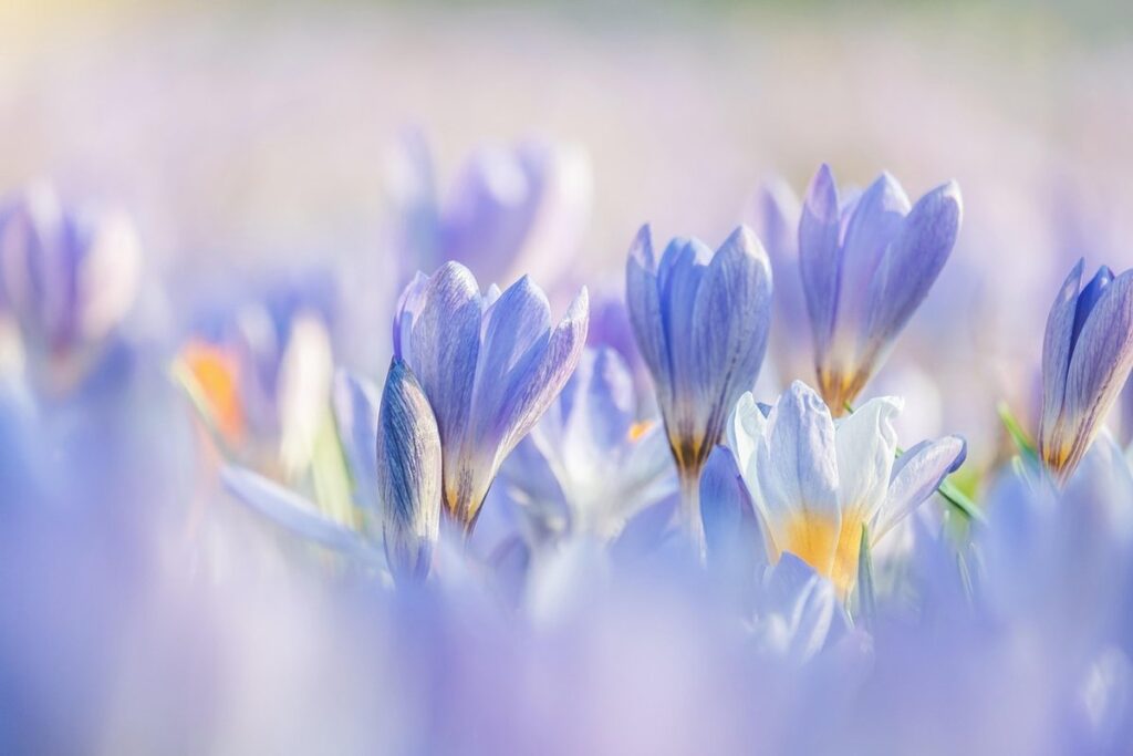 spring flowers