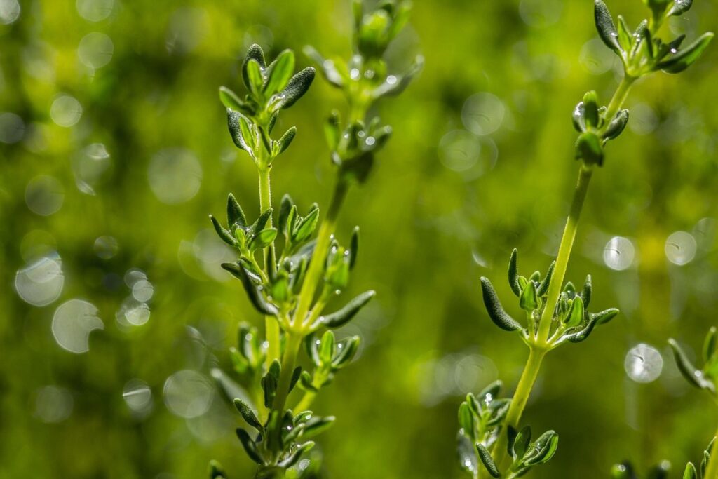 how to grow thyme