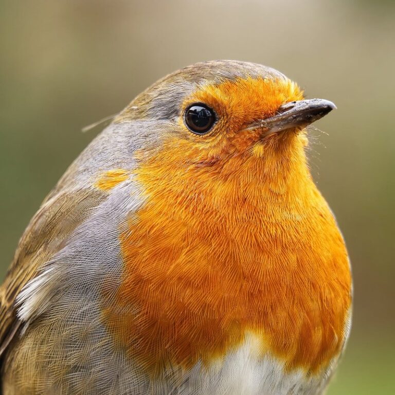 biodiversity in the uk