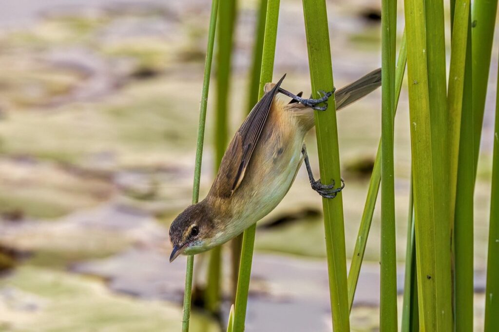 planting a pond for wildlife